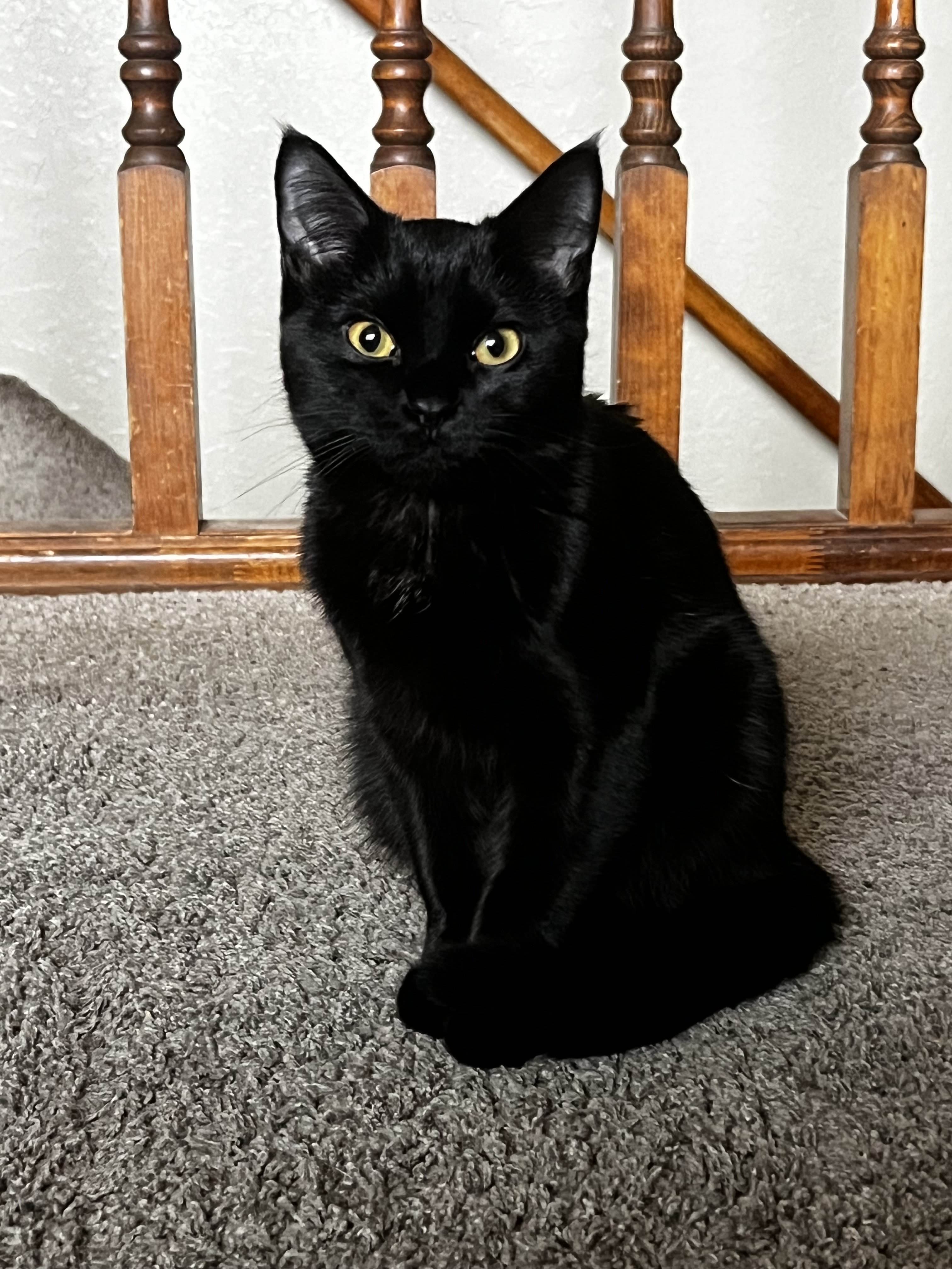 Picture of the Animal Listed