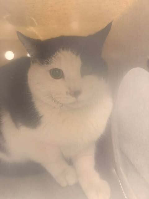 Picture of the Animal Listed