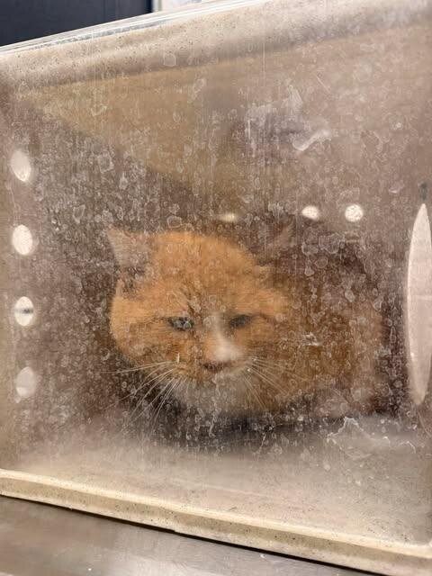 Picture of the Animal Listed