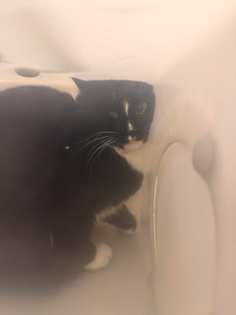 Picture of the Animal Listed