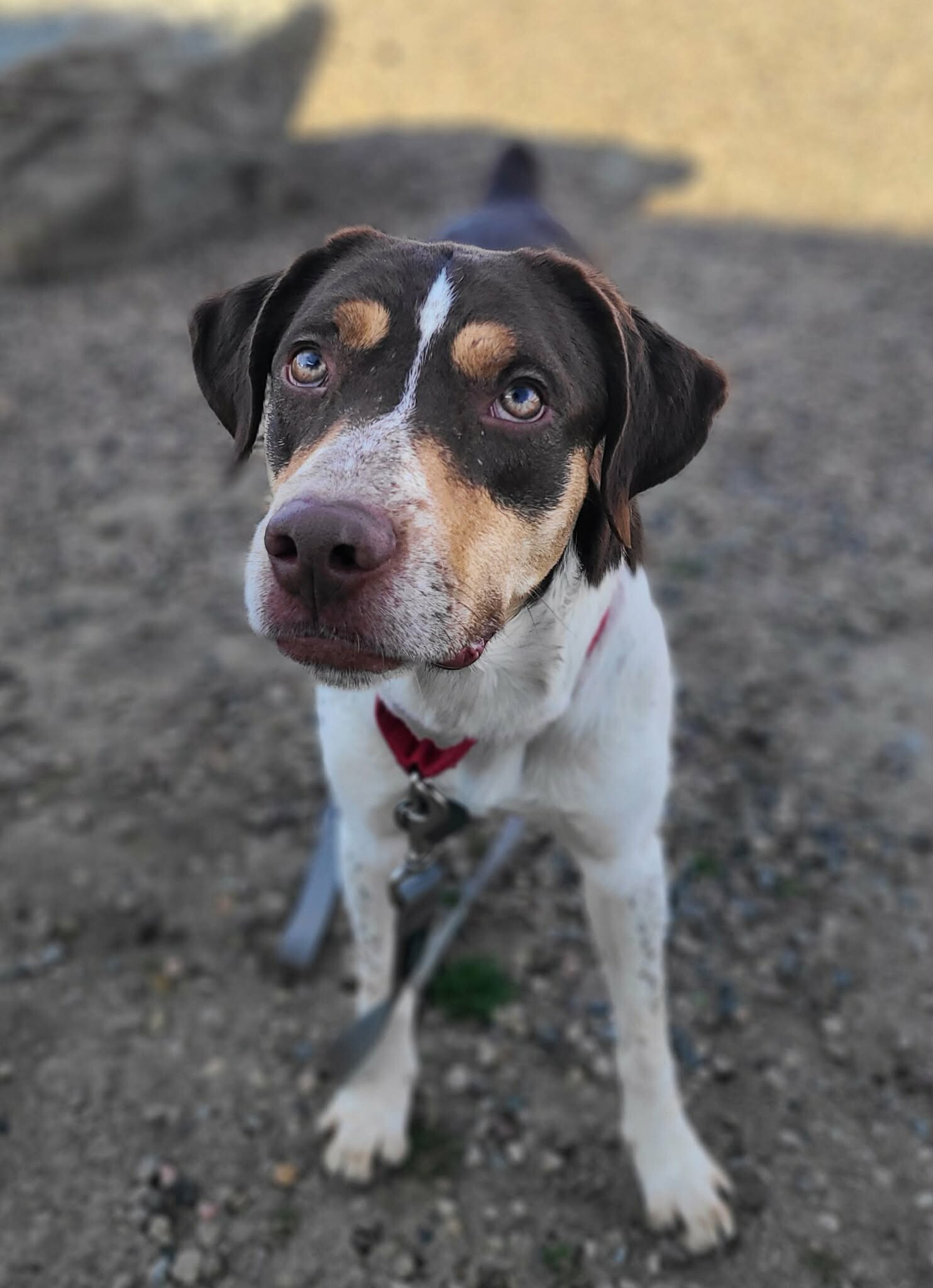 Picture of the Animal Listed