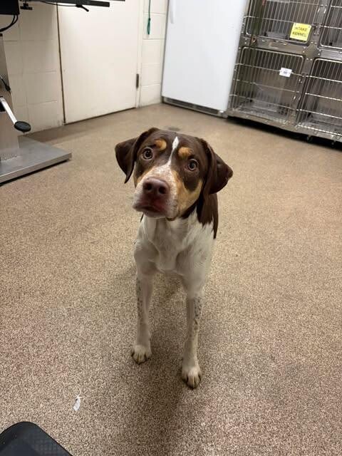 Picture of the Animal Listed