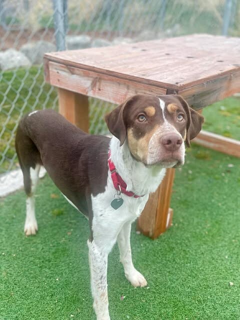 Picture of the Animal Listed