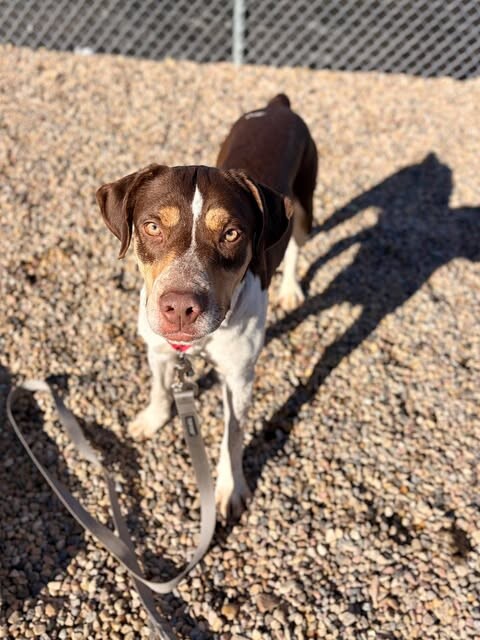 Picture of the Animal Listed