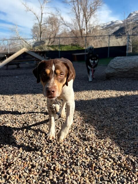 Picture of the Animal Listed