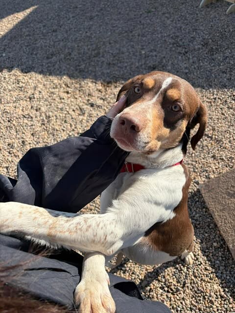 Picture of the Animal Listed