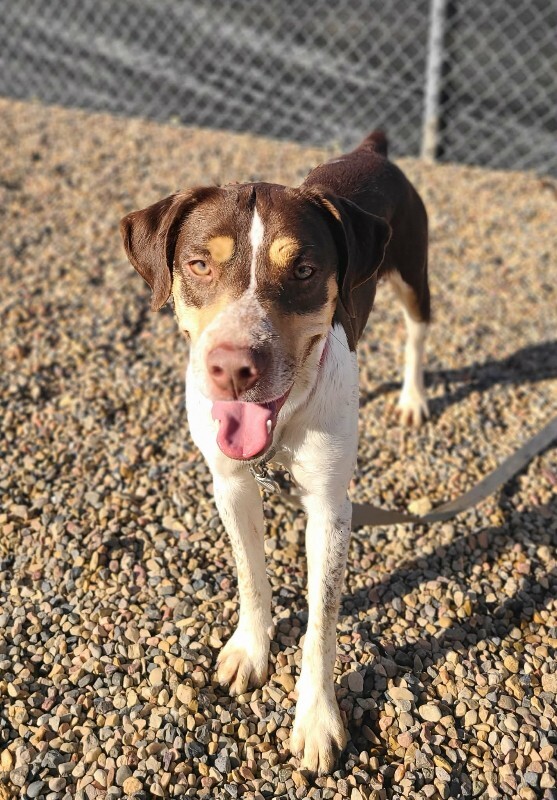 Picture of the Animal Listed