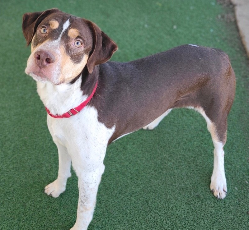 Picture of the Animal Listed