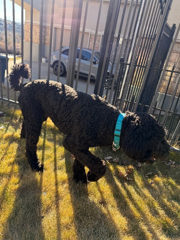 Picture of the Animal Listed