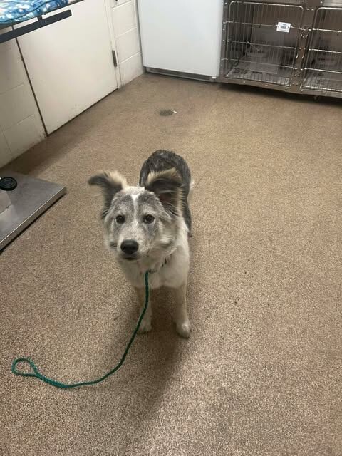 Picture of the Animal Listed