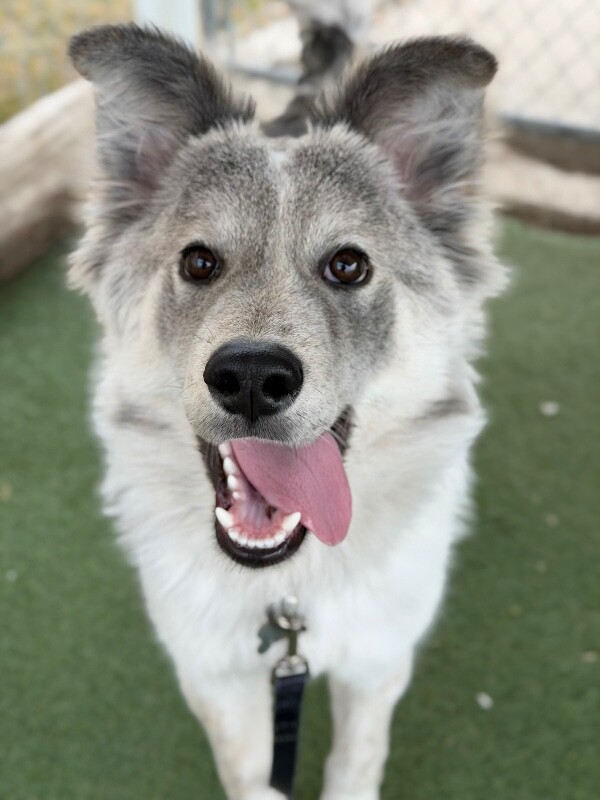 Picture of the Animal Listed