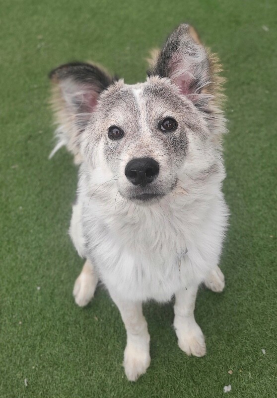 Picture of the Animal Listed