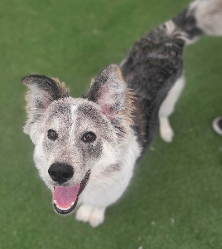 Picture of the Animal Listed