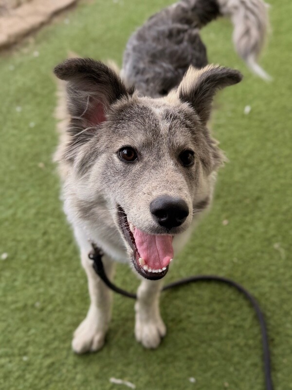 Picture of the Animal Listed