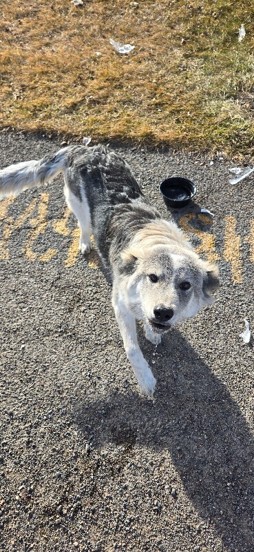 Picture of the Animal Listed