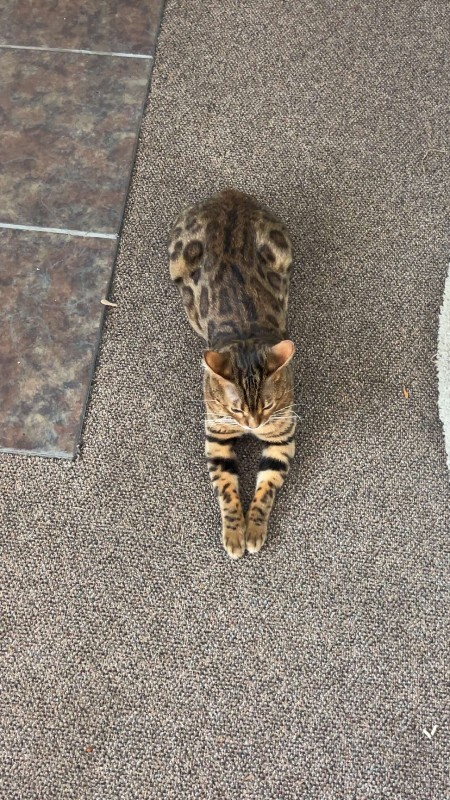 Picture of the Animal Listed