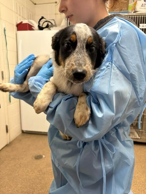 Picture of the Animal Listed