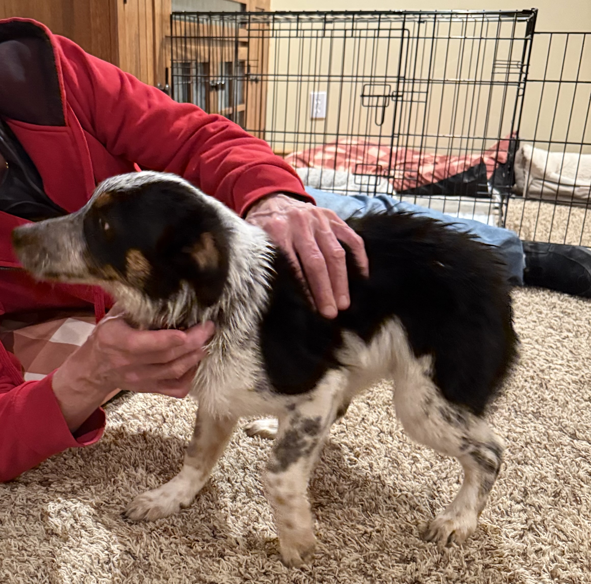 Picture of the Animal Listed