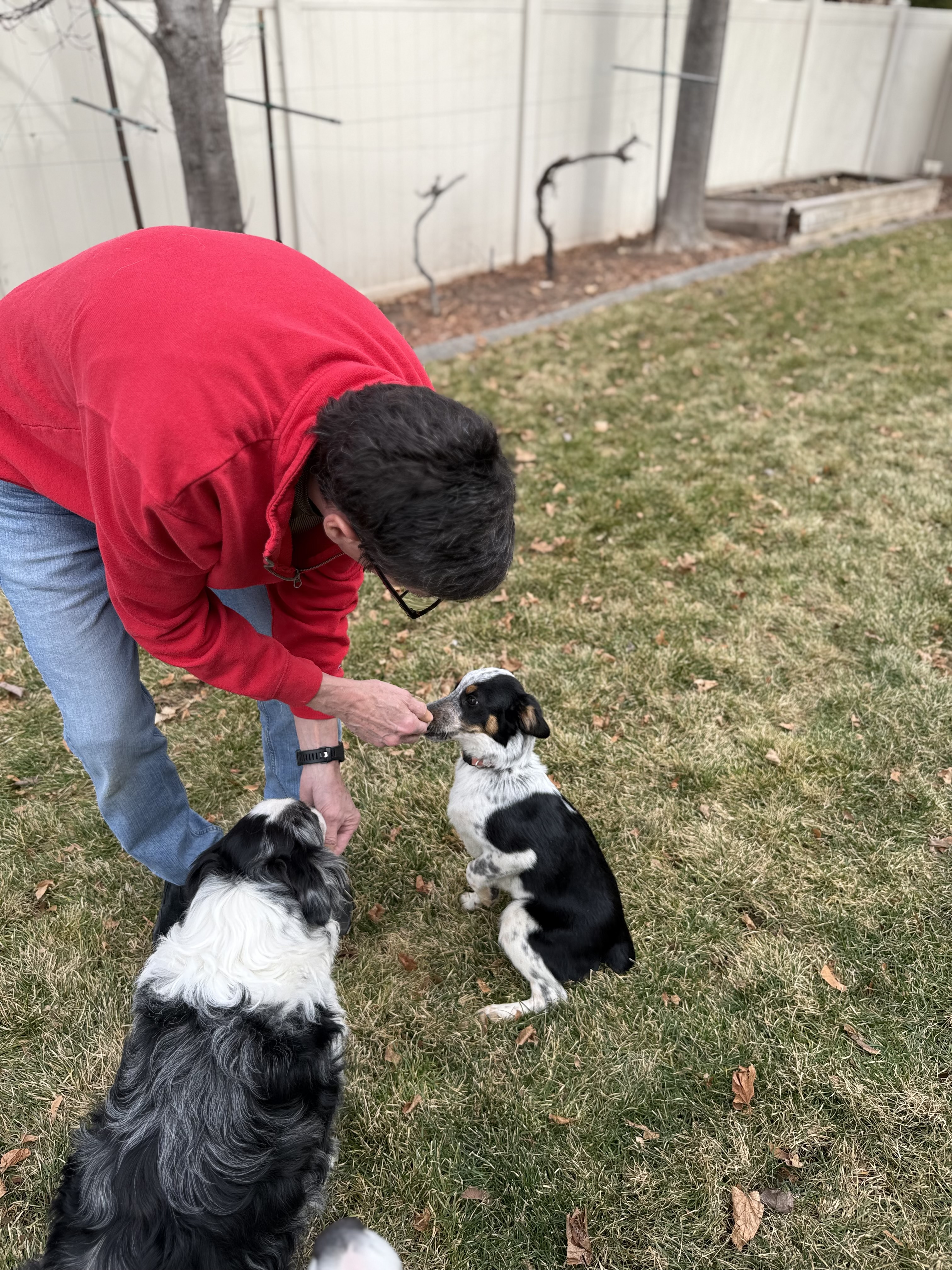 Picture of the Animal Listed