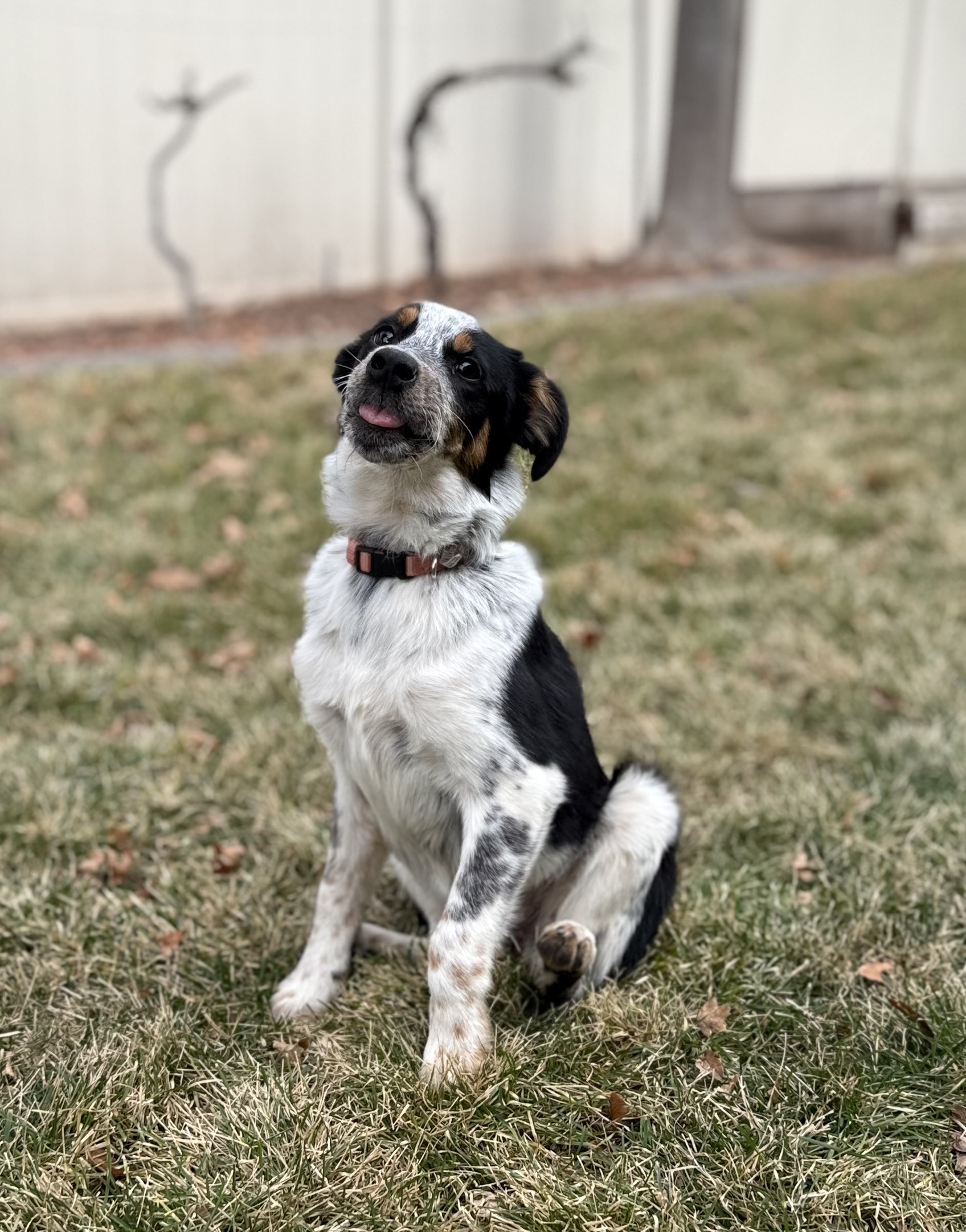 Picture of the Animal Listed