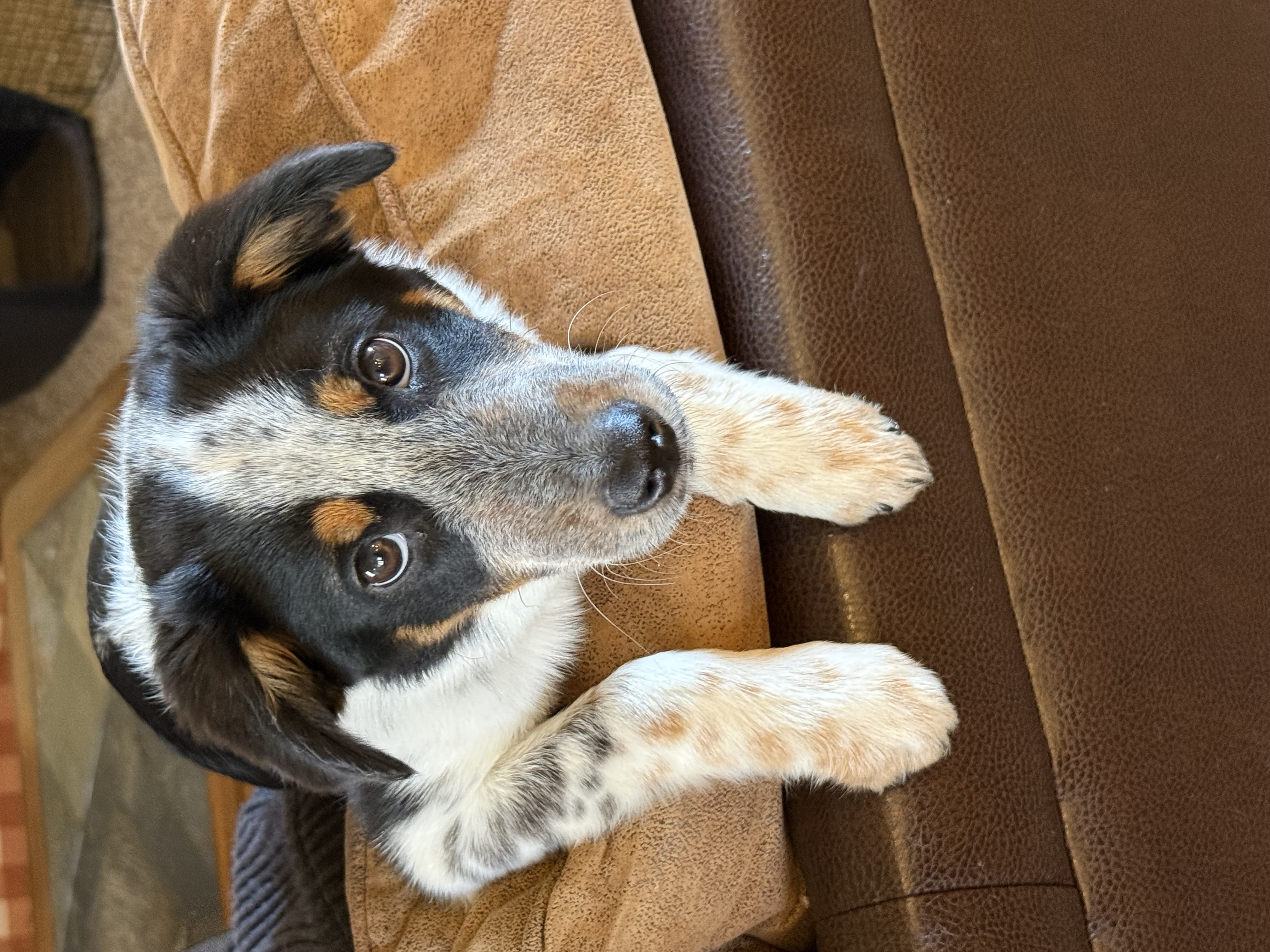 Picture of the Animal Listed