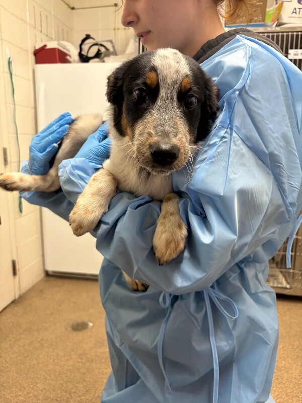 Picture of the Animal Listed