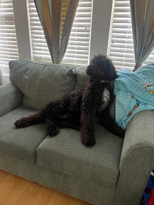 Picture of the Animal Listed