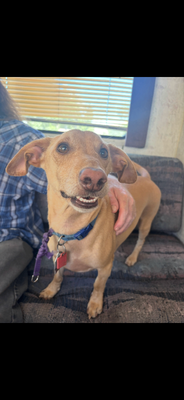 Picture of the Animal Listed