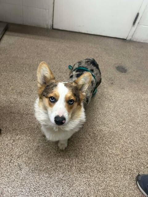 Picture of the Animal Listed