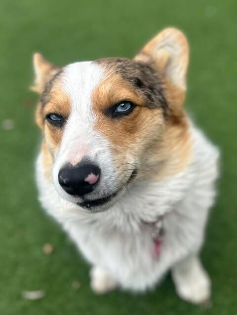 Picture of the Animal Listed