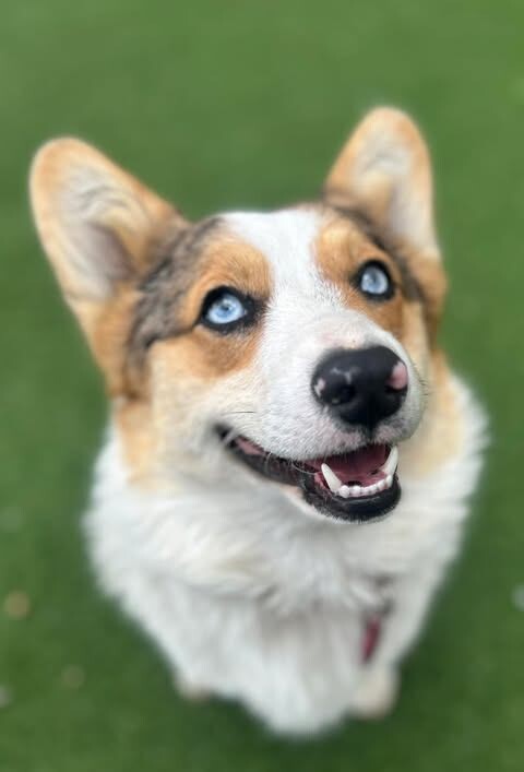 Picture of the Animal Listed