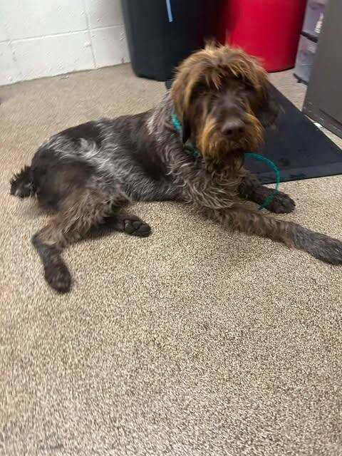 Picture of the Animal Listed