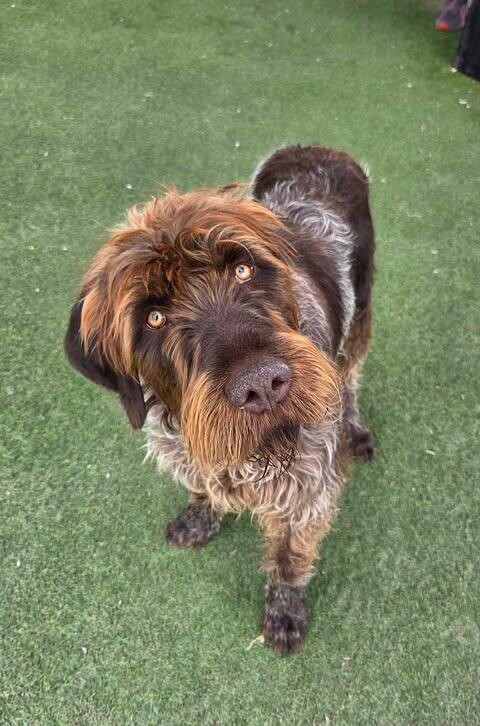 Picture of the Animal Listed