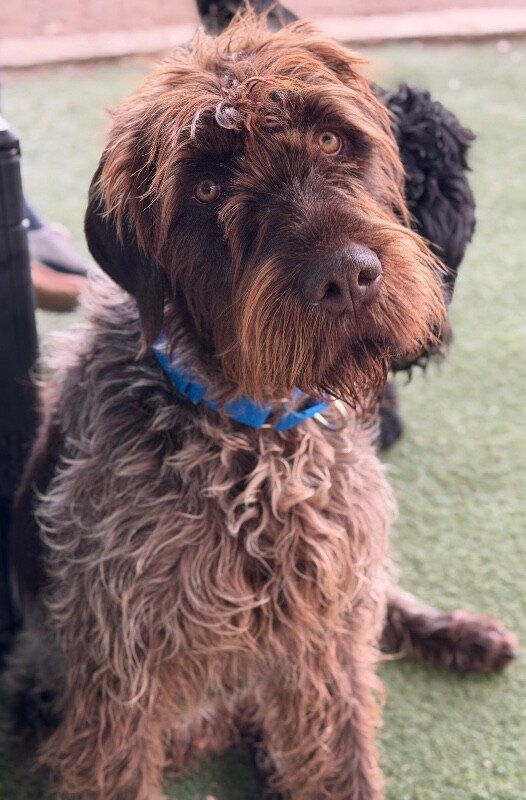 Picture of the Animal Listed