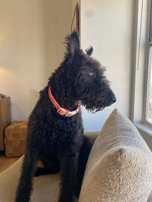 Picture of the Animal Listed