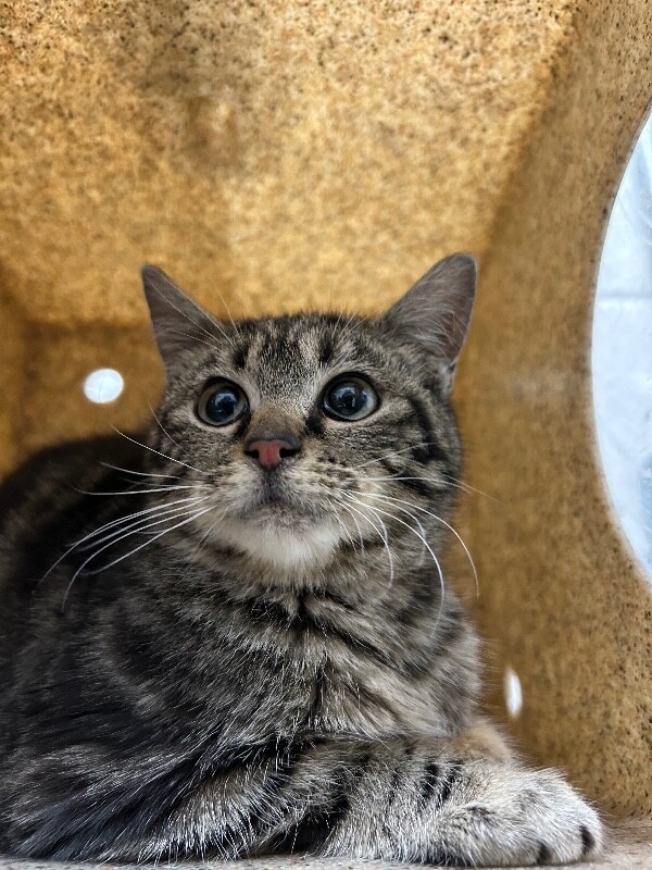 Picture of the Animal Listed