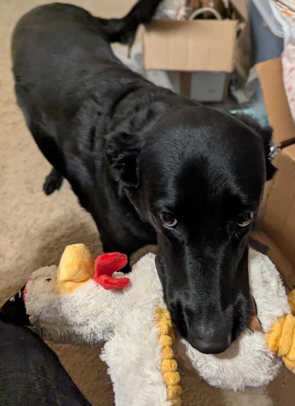 Picture of the Animal Listed