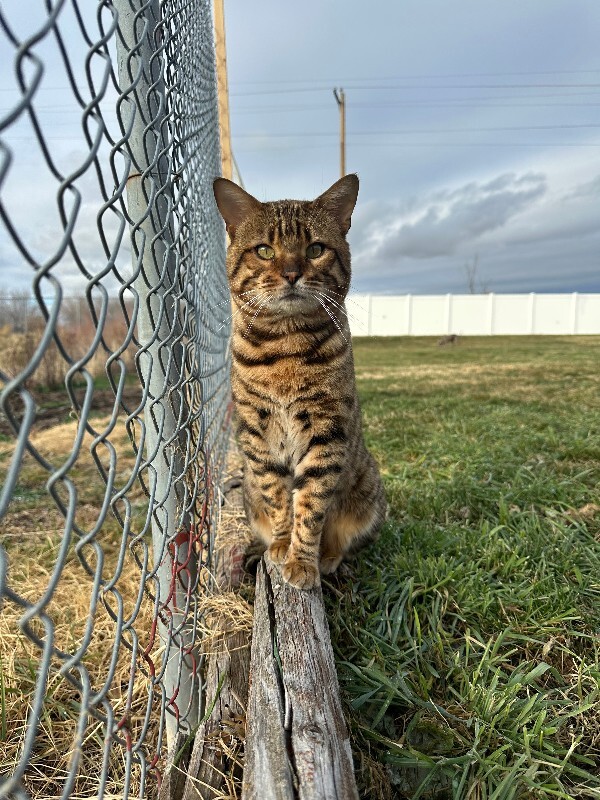 Picture of the Animal Listed