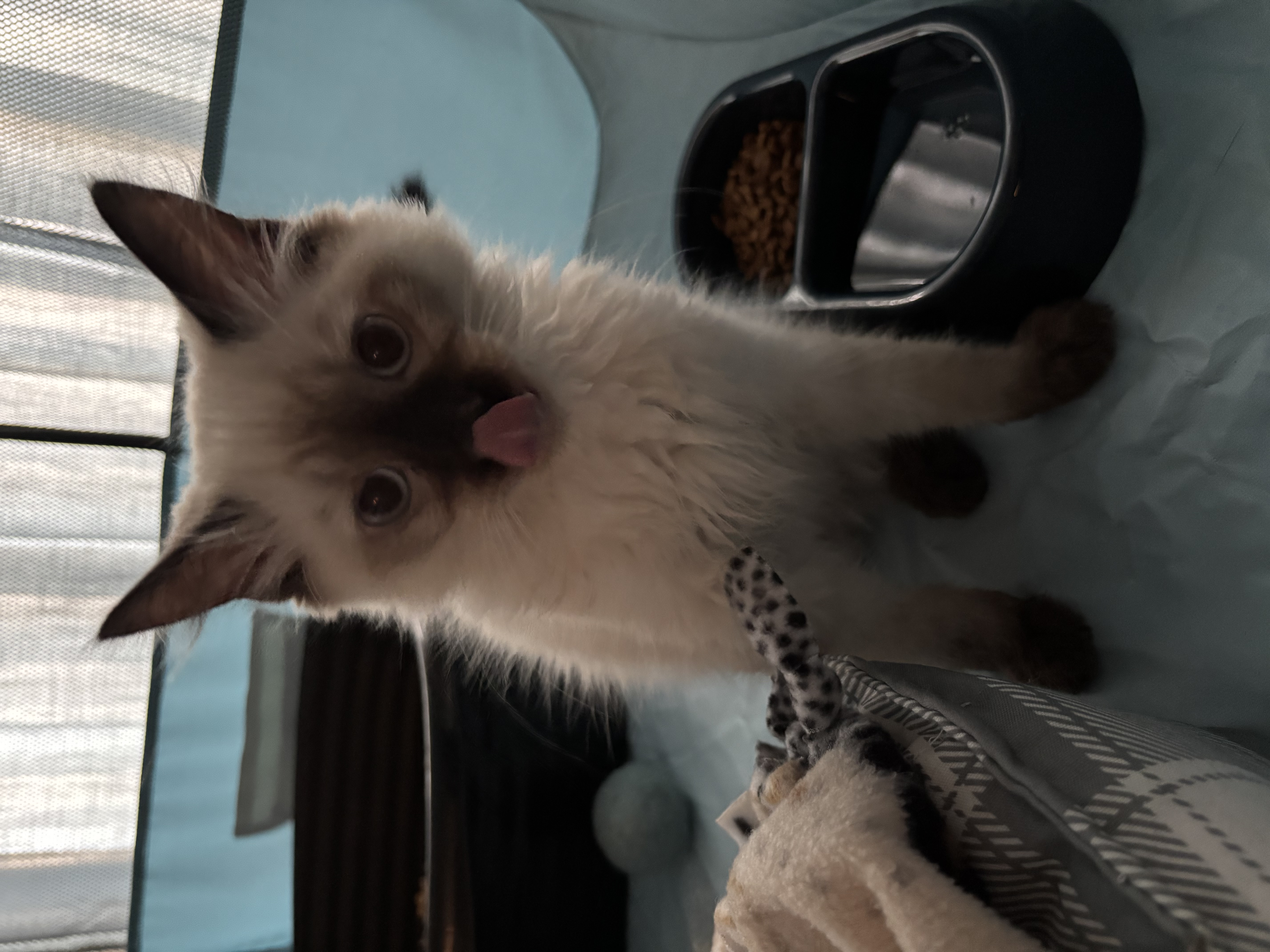 Picture of the Animal Listed