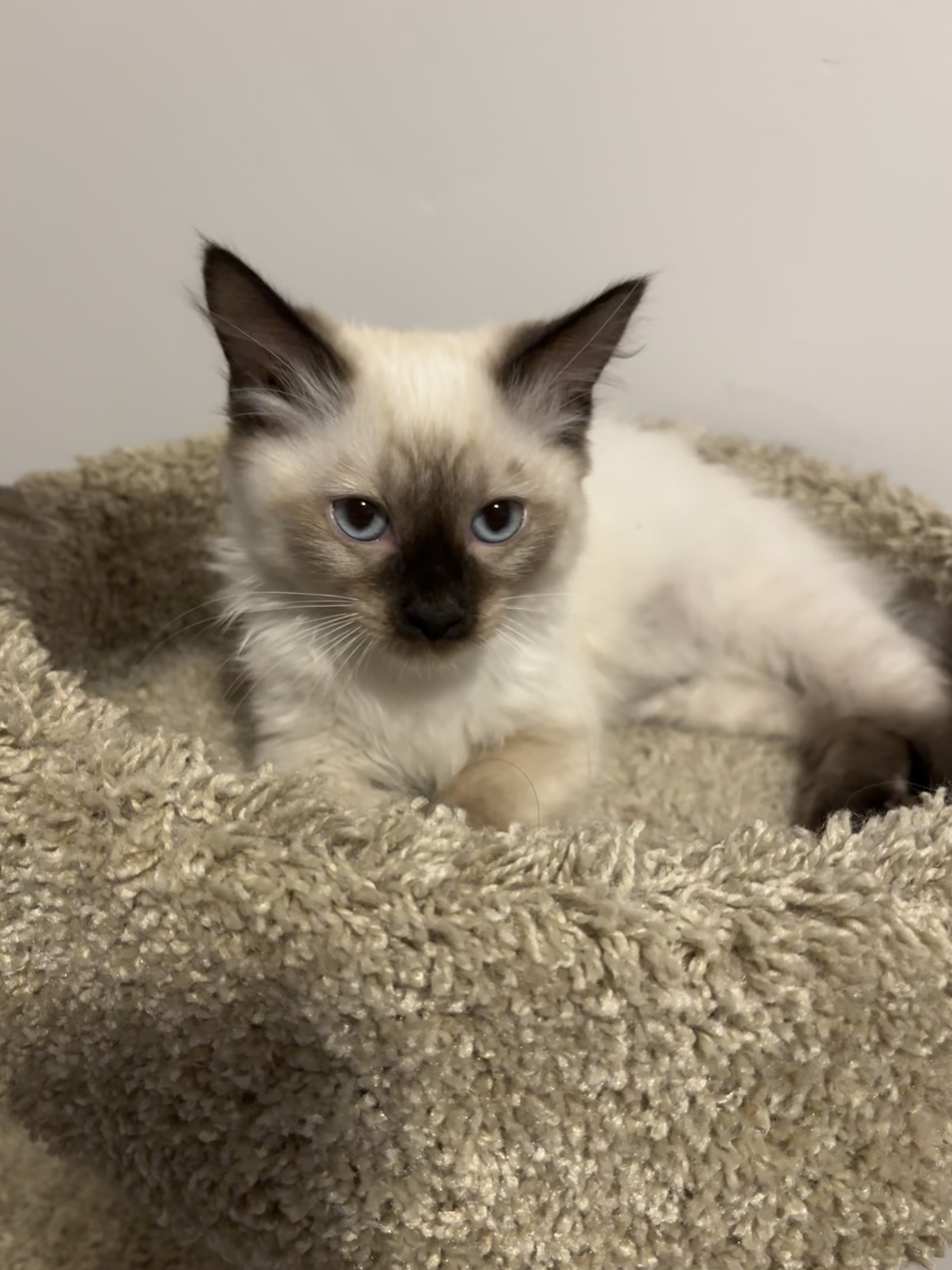 Picture of the Animal Listed