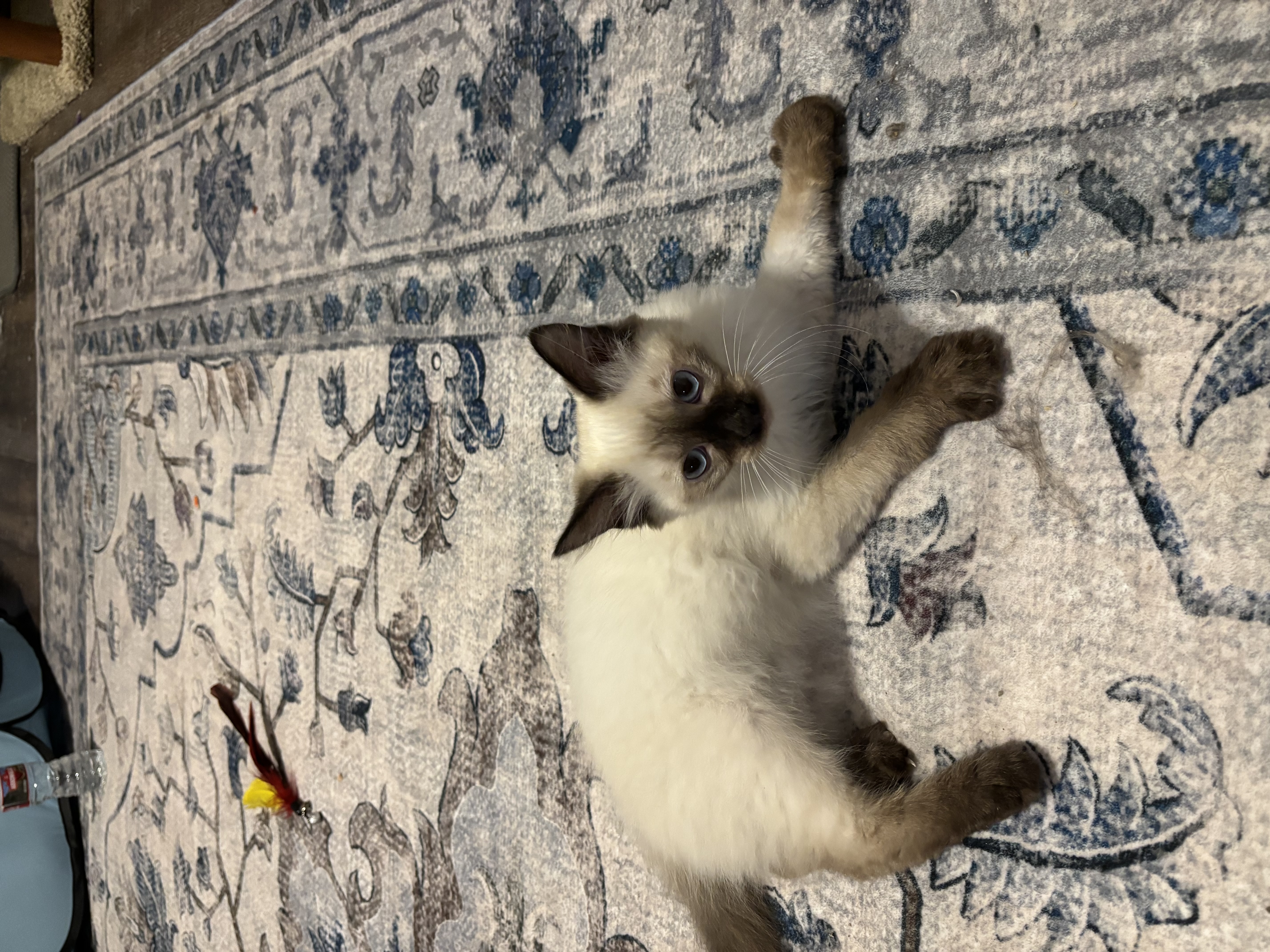 Picture of the Animal Listed