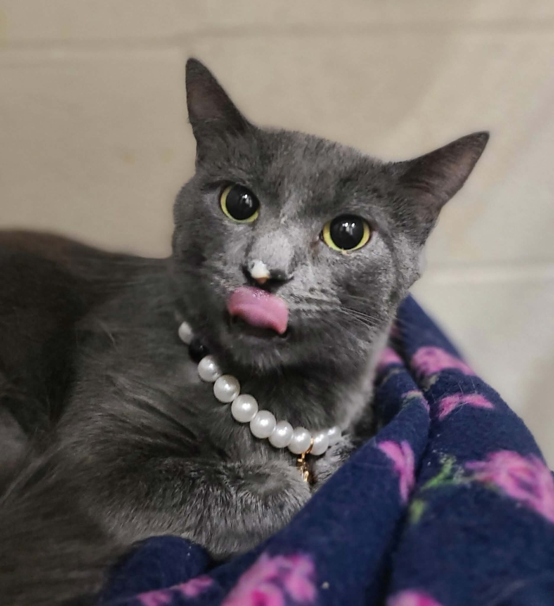 Picture of the Animal Listed