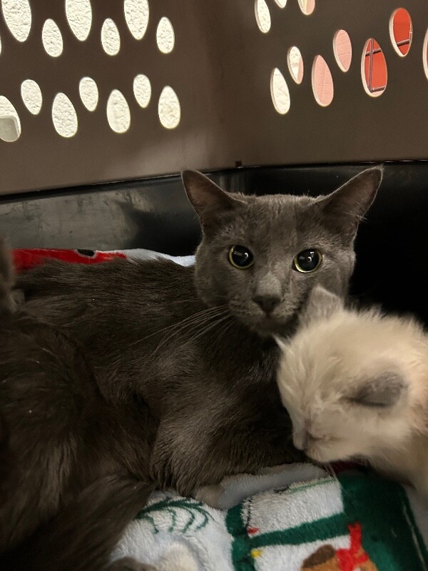 Picture of the Animal Listed