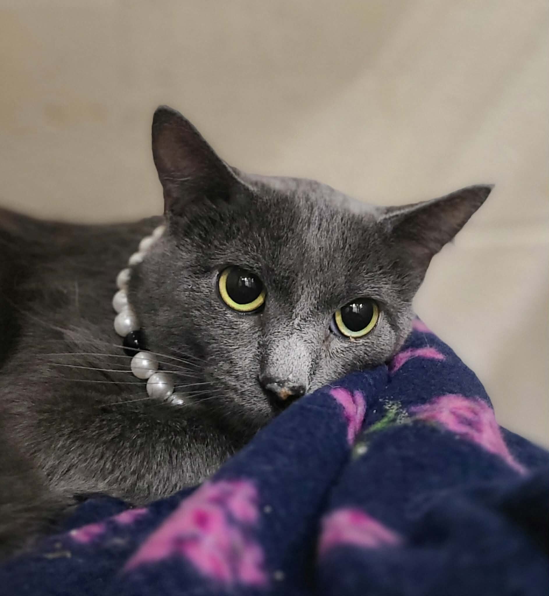 Picture of the Animal Listed