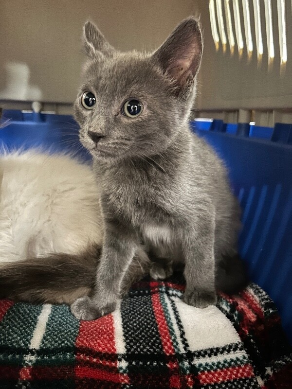 Picture of the Animal Listed