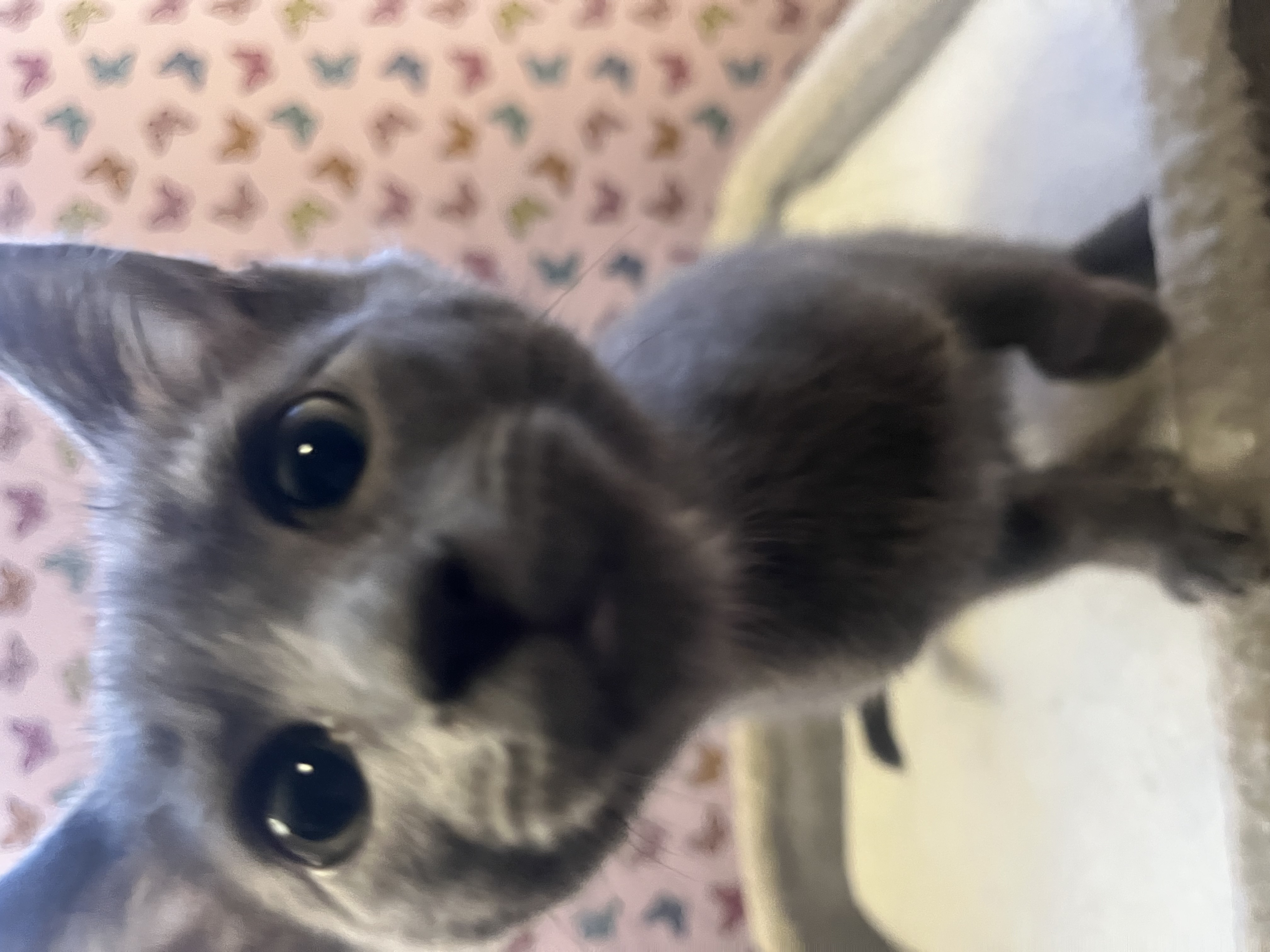 Picture of the Animal Listed