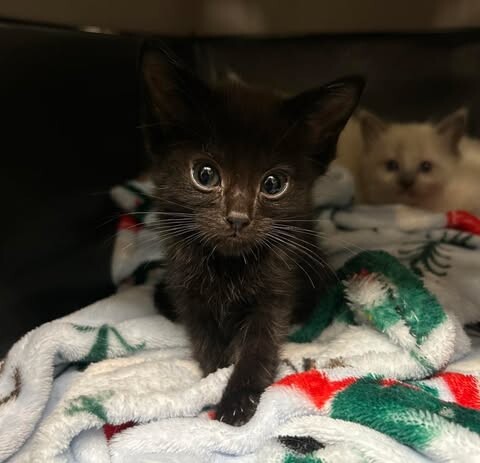 Picture of the Animal Listed