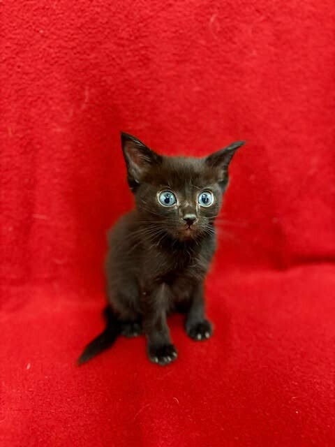 Picture of the Animal Listed