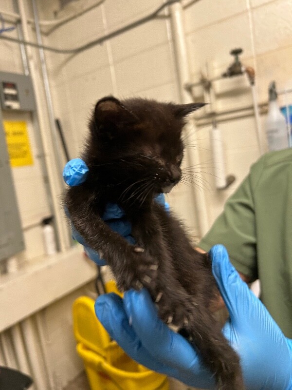 Picture of the Animal Listed