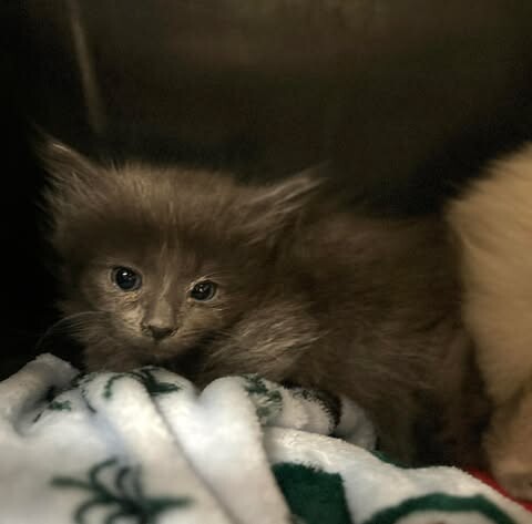 Picture of the Animal Listed